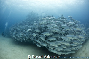 Every Year a massive school of Jacks arrives to Cabo Pulm... by David Valencia 